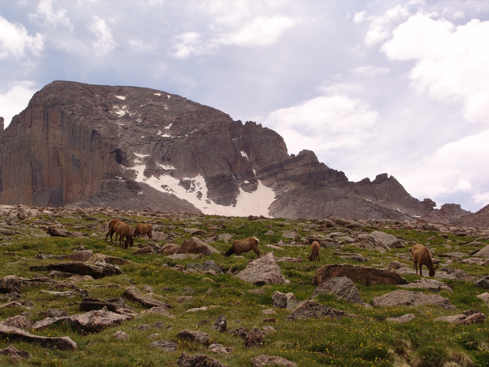 Longs Peak Elk 2